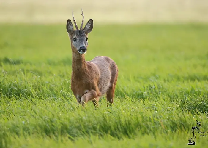 Bed & Breakfast Pipowagen Warm Welkom Wezep