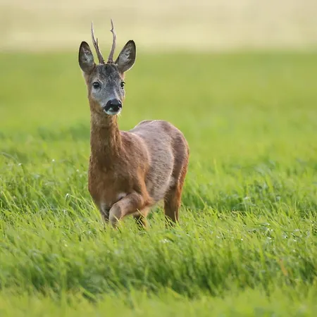 Bed & Breakfast Pipowagen Warm Welkom Wezep